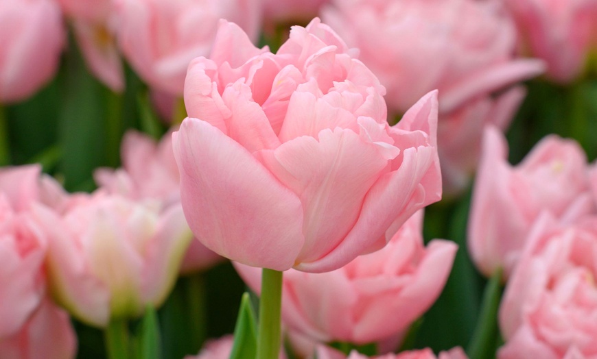 Image 1: 15 ou 25 bulbes de Tulipa Dreamer