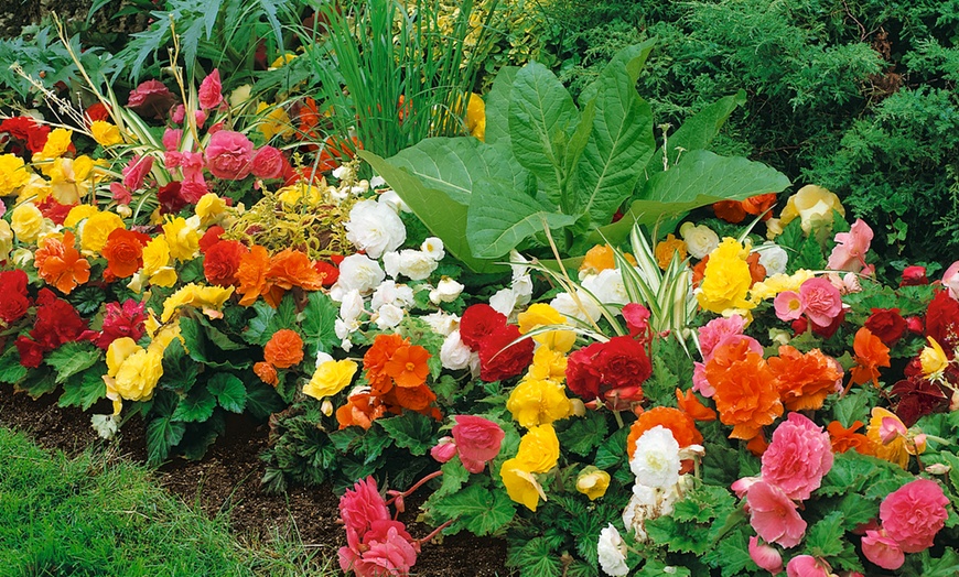 Image 3: 10 x Giant Mixed Begonias