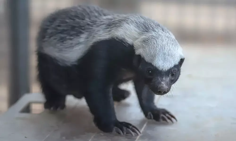 Spannende Führung durch das Wildkatzenzentrum Felidae