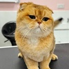 Image 6: Pawfect Makeover: Basic & Full Pet Grooming for Cats and Dogs