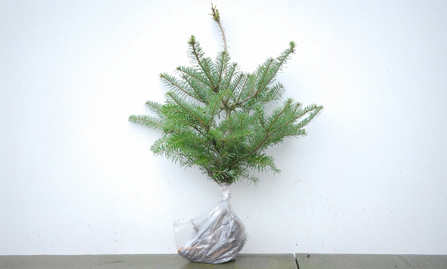 Image 6: Hardy Korean or Nordmann Fir Trees 2 or 3 Plants