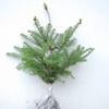 Image 6: Hardy Korean or Nordmann Fir Trees 2 or 3 Plants