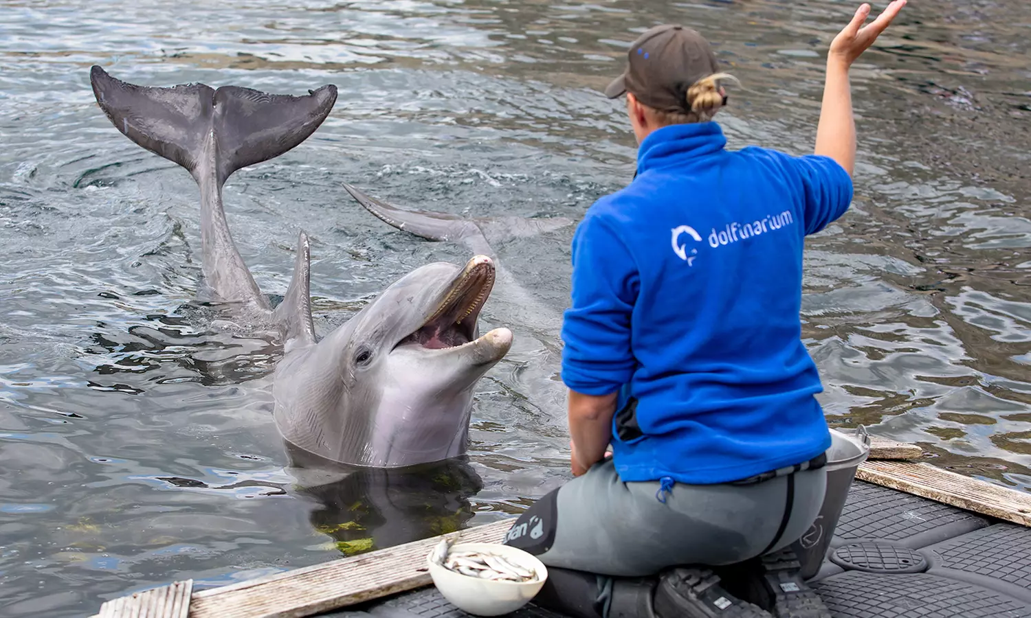 Einrittskarte "Dolfinarium" in Harderwijk, Niederlande für 1 Person