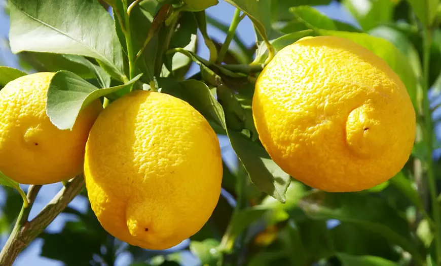 Image 1: Citrus 'Lemon' Tree