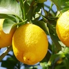 Image 1: Citrus 'Lemon' Tree