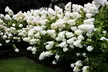 Lot de 2 ou 4 hortensias Grandiflora - Image 3