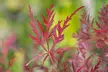 1x oder 2x Dunkelroter Schlitzahorn (Acer palmatum) 'Garnet' - Second Medium