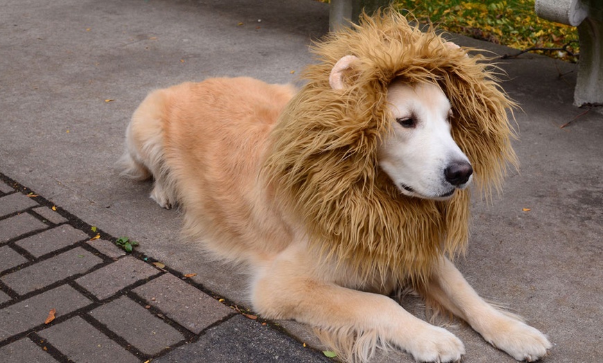 Image 2: Lion Mane Wig for Pets