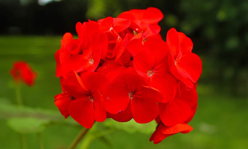 Image 6: Geranium 'Fire Queen' Garden-Ready Plants