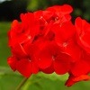 Image 6: Geranium 'Fire Queen' Garden-Ready Plants