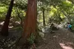 SF's WildSide, Redwood & Mountain Hike w/Meteorologist Tour / Golden Gate Park's Hidden Gem Tour (Up to 65% Off) - Second Medium