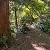 Image 6: SF's WildSide, Redwood & Hike or Golden Gate Park's Hidden Gems Tour