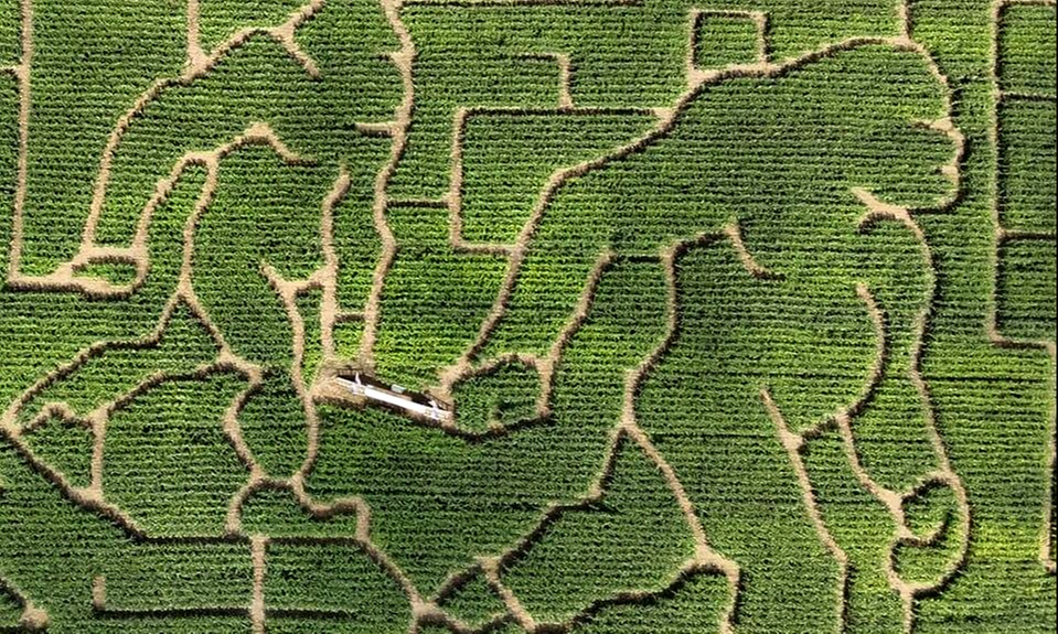 Explore an Exciting Corn Maze for Up to Four People