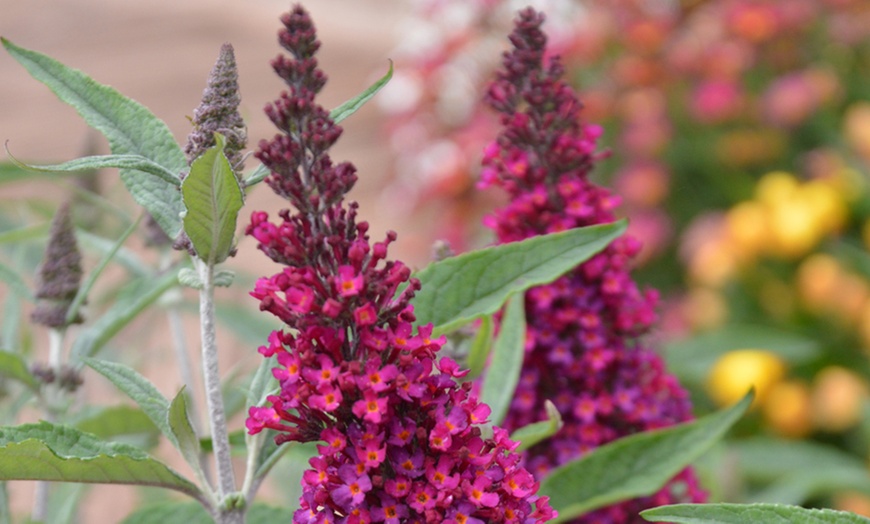 Image 3: One, Three or Six Buddleja Buzz Wine Plants