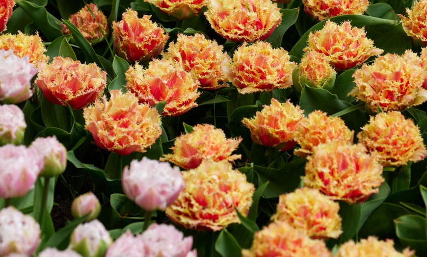 Image 2: 10, 15 of 20 Tulipa Brisbane bloembollen