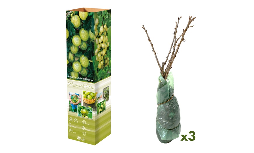 Image 3: 3 ou 6 groseilliers à maquereau rouges et / ou verts de Gardenzo