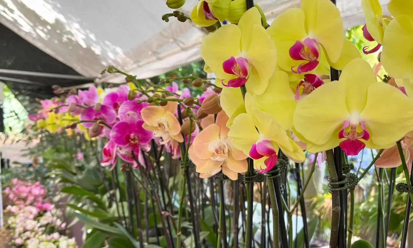 Step Into Nature’s Wonderland at Mounts Garden with GA Tickets

