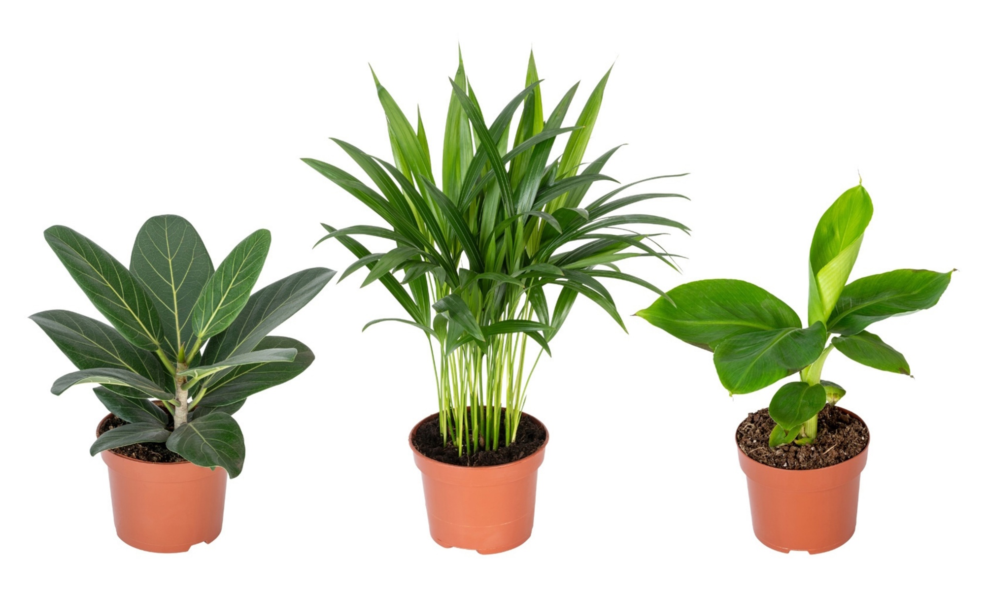Lot de 3 plantes d'intérieur exotiques orientales