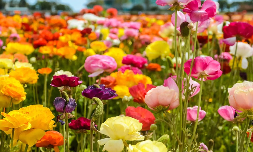 Image 3: 25 or 50 Ranunculus Spring Flowering Bulbs