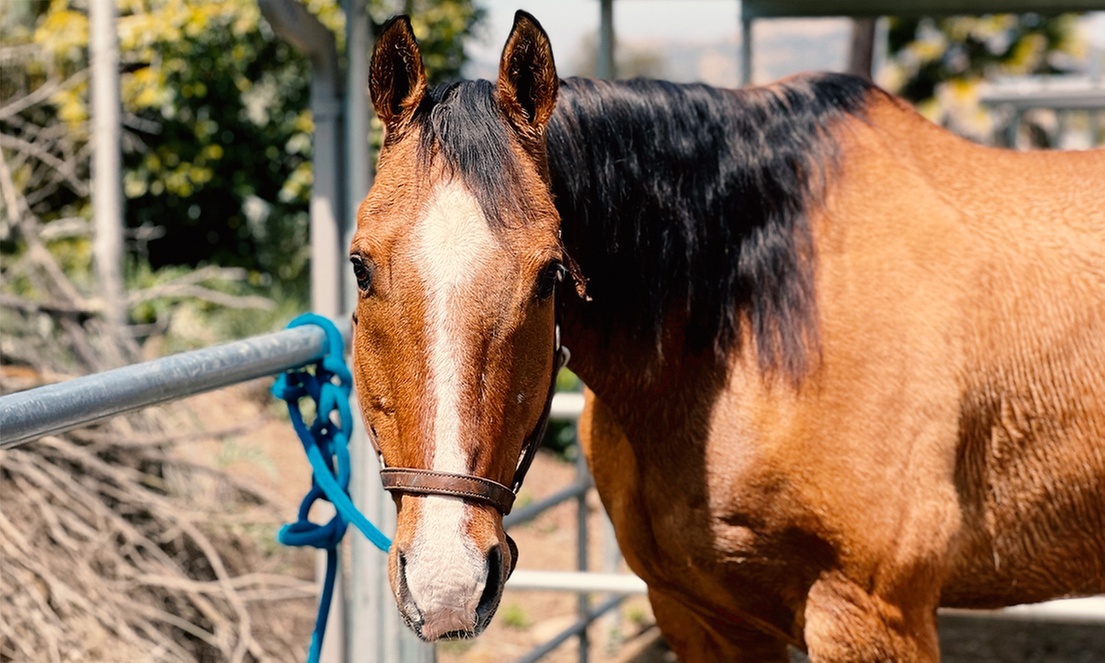 Mommy or Daddy & Me /Animal Petting Experience w/ Optional Horse Party