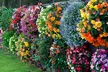 Pack of 24 or 48 Hanging Basket Plant Collection - Image 6