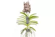 Orquídeas Vanda XL Rootz - Second Medium