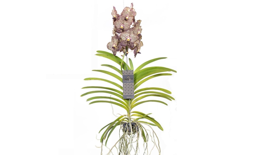 Image 3: Orquídeas Vanda XL Rootz