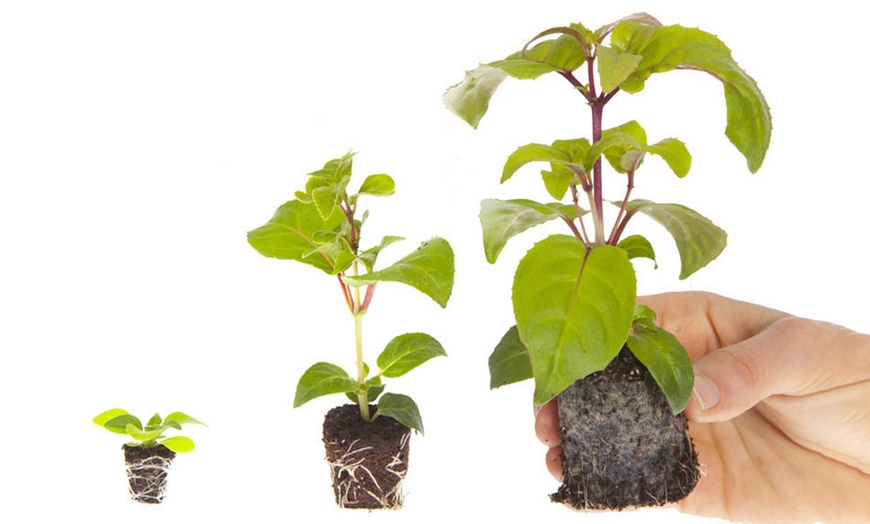 Image 4: 30 Packs of Warm Summer Glow Collection Garden-Ready Plants