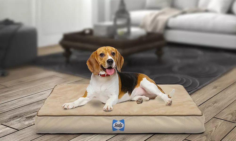 Sealy Orthopedic Dog Bed - Primary Image