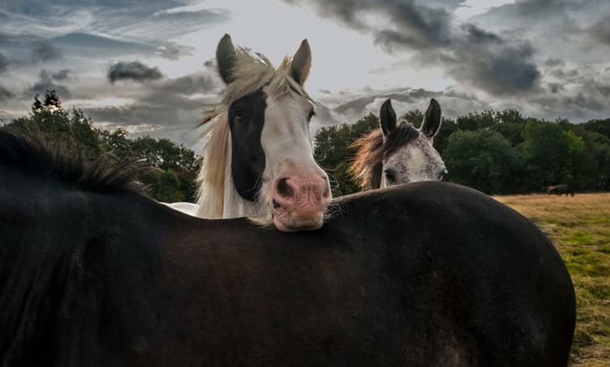 Image 1: Individual or Group Horse Riding