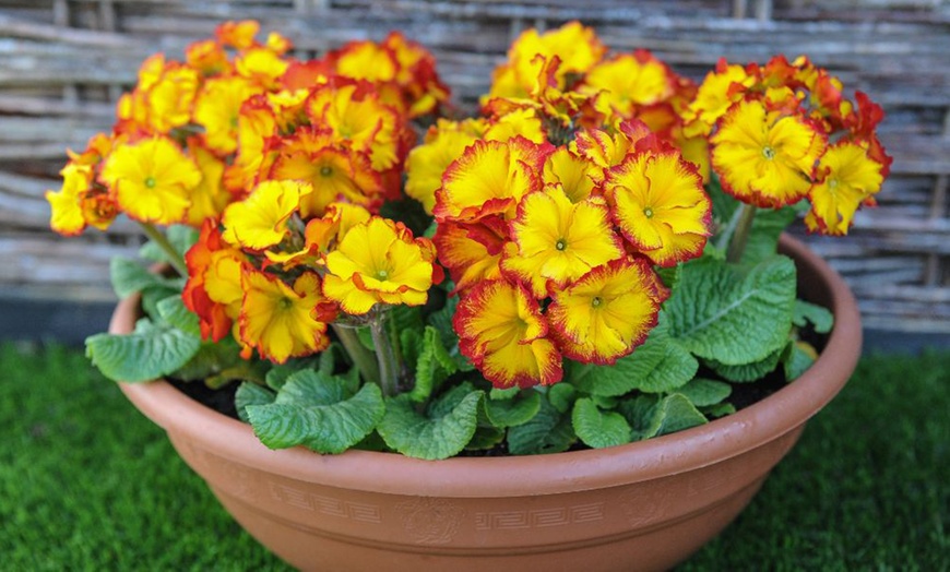 Image 4: 60 or 120 Plug Plants of Winter Bedding Collection 