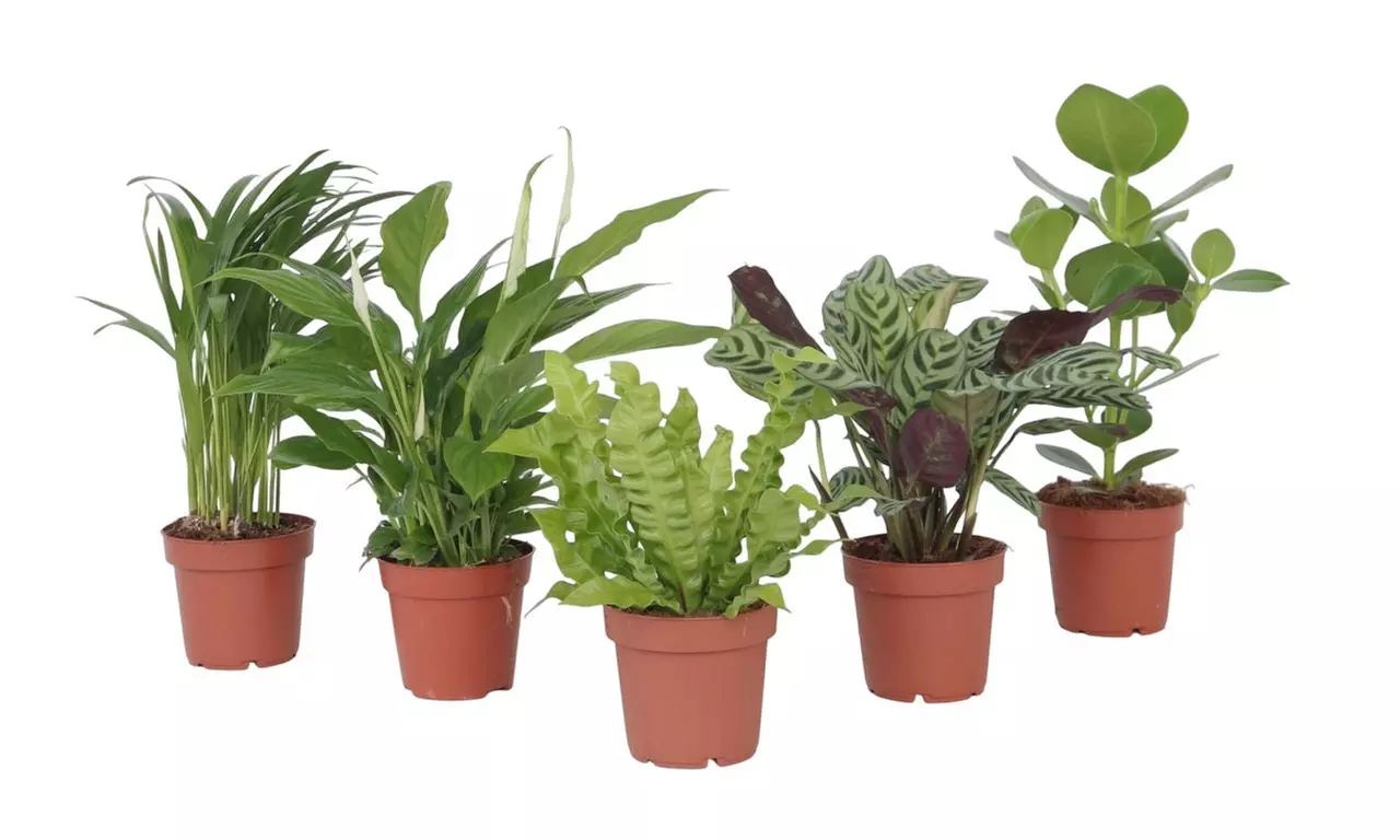 Conjunto de 5 plantas de interior purificadoras de aire