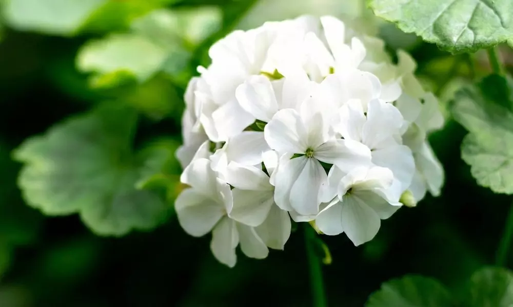 30 or 60 Geranium ‘Jackpot’ Summer Colour Collections