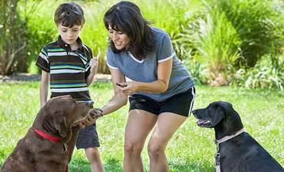 Dog Grooming and Training Course