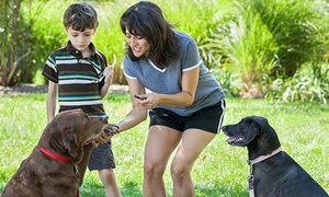 Dog Grooming or Training Course