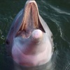 Image 1: Explore Waters of Pensacola, FL:  90-Min Dolphin Tour or Sunset Cruise