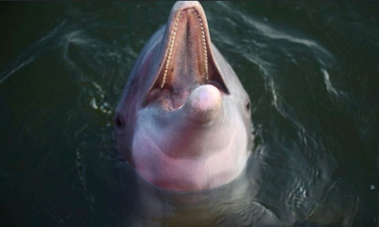 Explore Waters of Pensacola, FL:  90-Min Dolphin Tour or Sunset Cruise