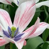 Image 3: 32 Tulip Bulbs – Vibrant Colour Changing Variety