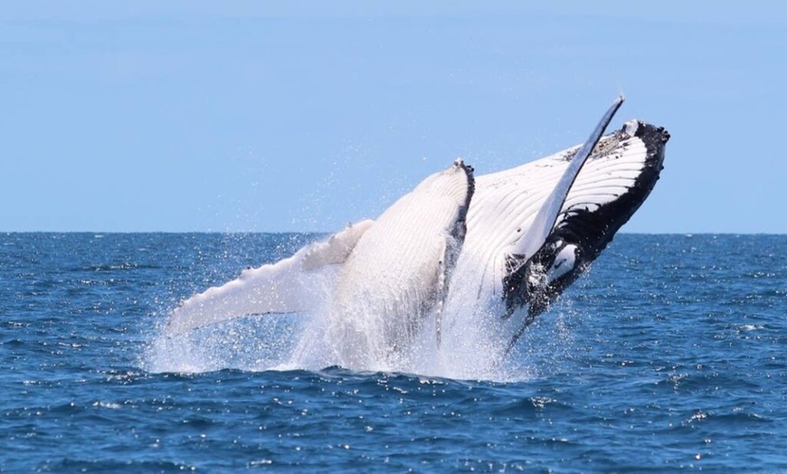 Image 6: Sail Across Gold Coast Broadwater on a 4 Hour Whale Watching Cruise