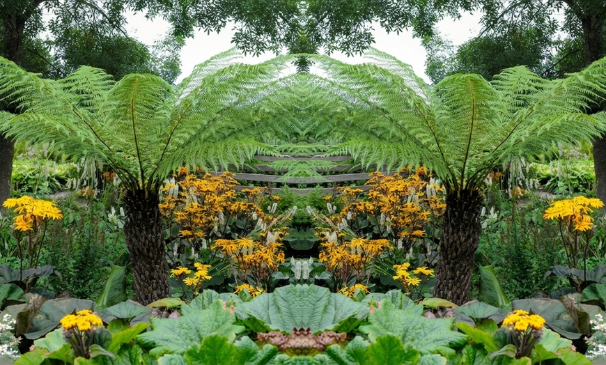 Image 2: Hardy Australian Dicksonia Antarctica Tree Fern
