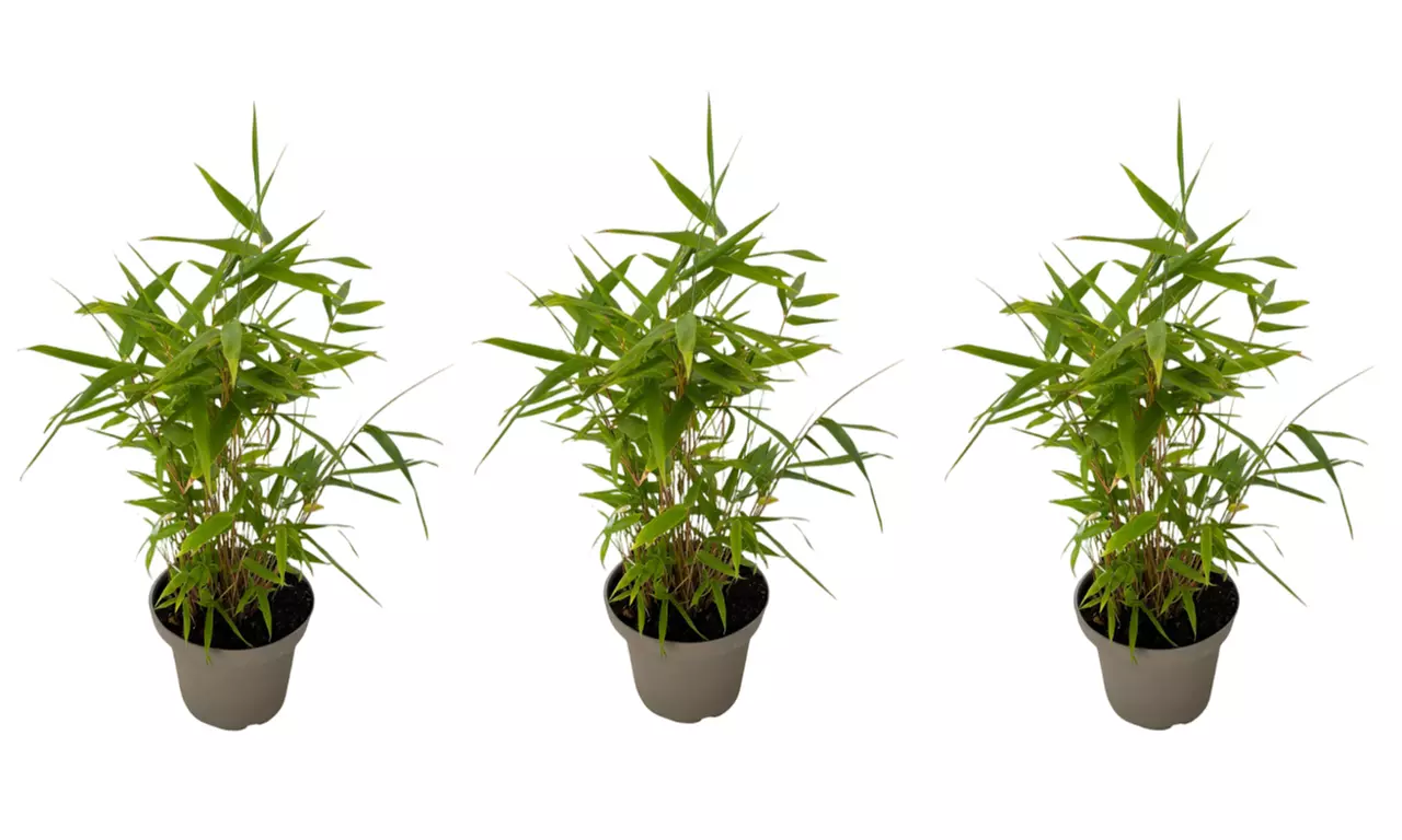 Bambous noirs "Black Dragon - Fargesia nitida"