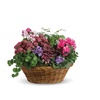 Image 15: Same Day Live Plants & Dish Gardens from Blooms Today with Delivery 60% Off