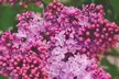 Purple Scented Lilac - 1 or 2 Potted Plants - Image 6