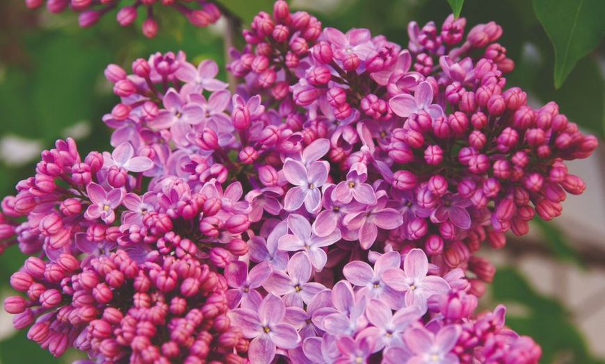 Image 6: Purple Scented Lilac - 1 or 2 Potted Plants