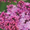 Image 6: Purple Scented Lilac - 1 or 2 Potted Plants