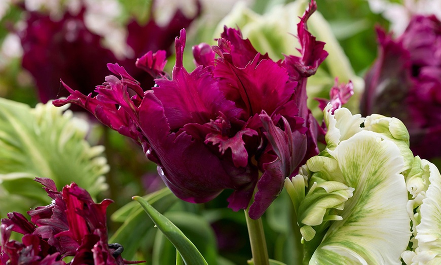 Image 8: Tot 20 'Parrot Mix'-tulpenbollen