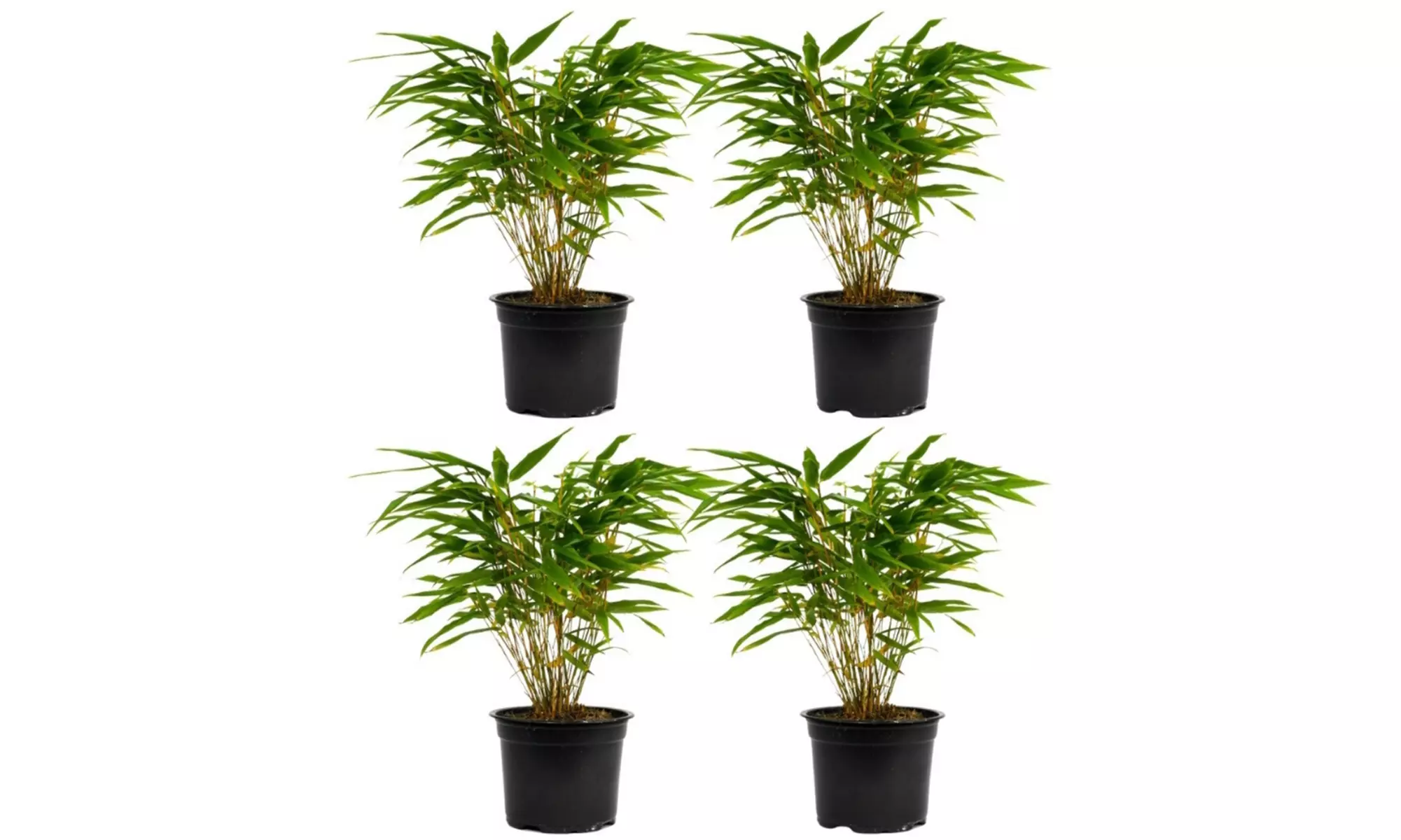 1, 2 of 4 Fargesia bamboe planten in maat naar keuze - Image 7