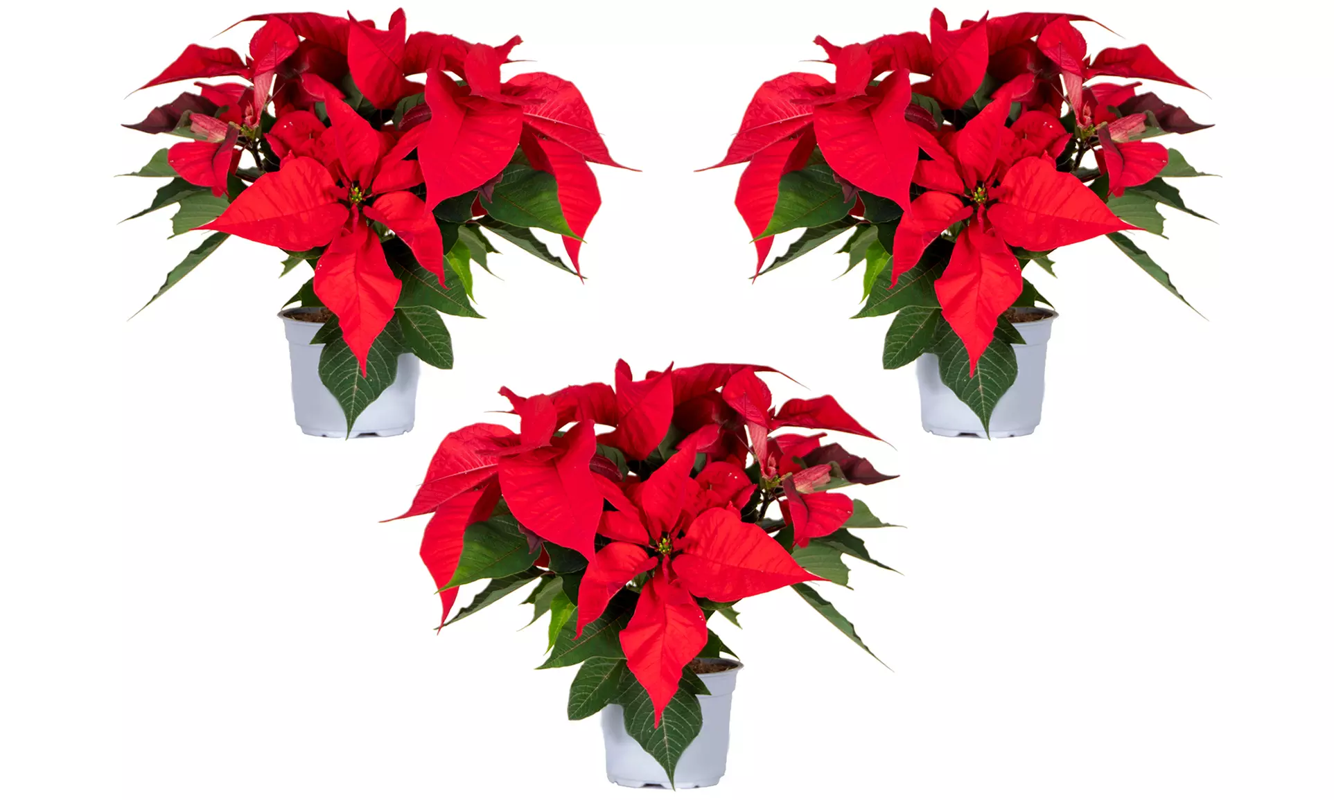 3x oder 6x Weihnachtsstern