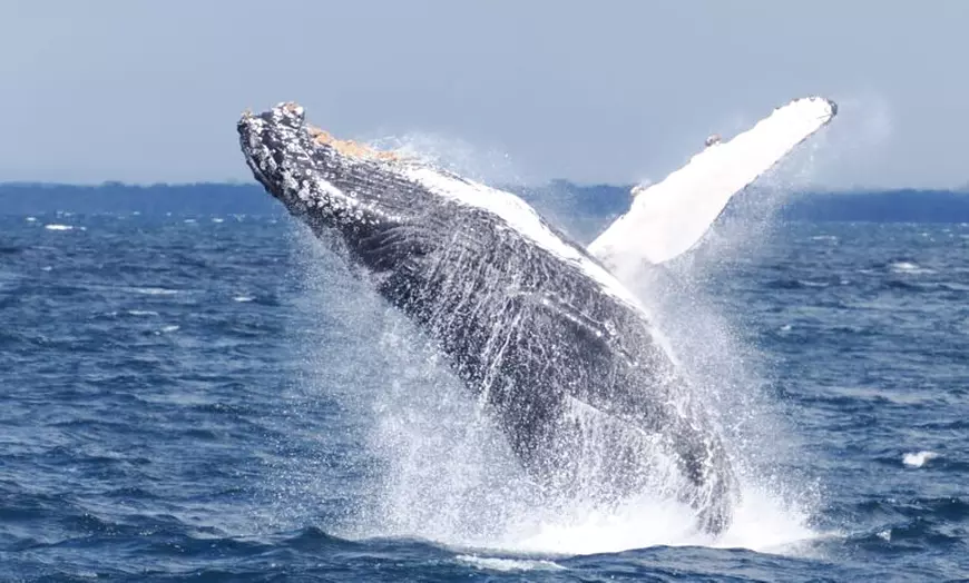 Image 1: Whale Watching Cruise at Augusta / Busselton / Dunsborough