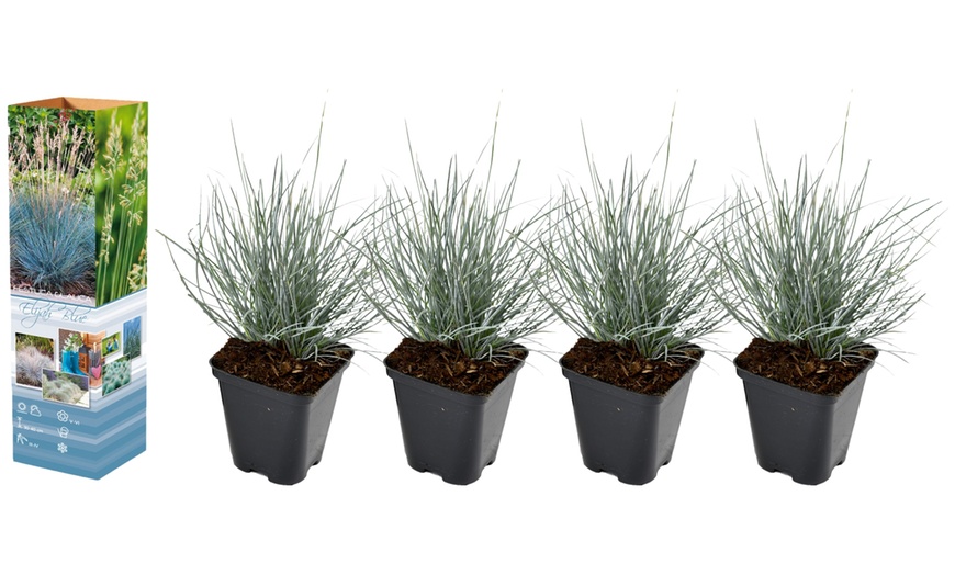 Image 2: 4 of 8 potjes Festuca glauca 'Elijah Blue'